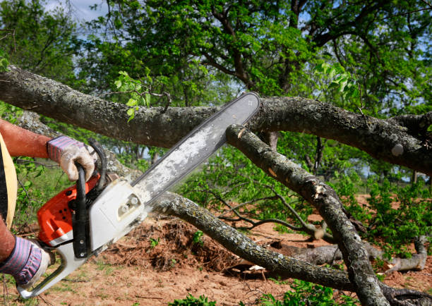 Professional Tree Services in Columbia Falls, MT